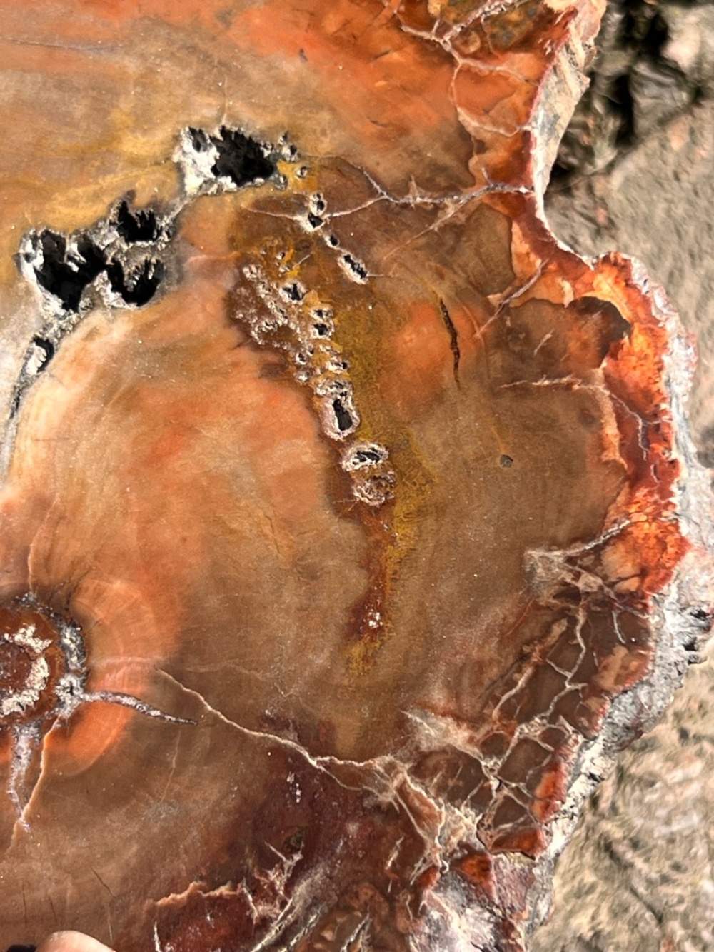 Petrified (10) wood slab with stand | crystal - Picture 17 of 17